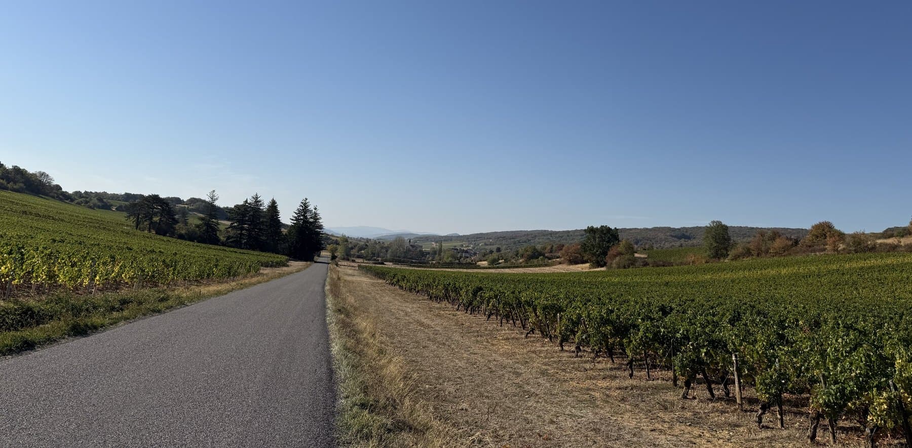 Route tranquille à travers les vignes du Mâconnais, à quelques minutes de la maison
